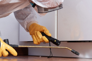 Messie Schädlingsbekämpfung Siegburg